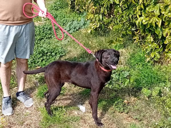 Lucy, una tenera simil Labrador Foto 3
